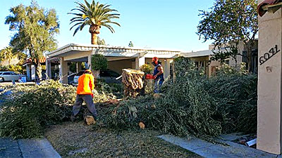 Tree Removal Scottsdale, AZ
