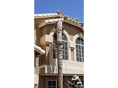 Tree Removal Scottsdale, AZ